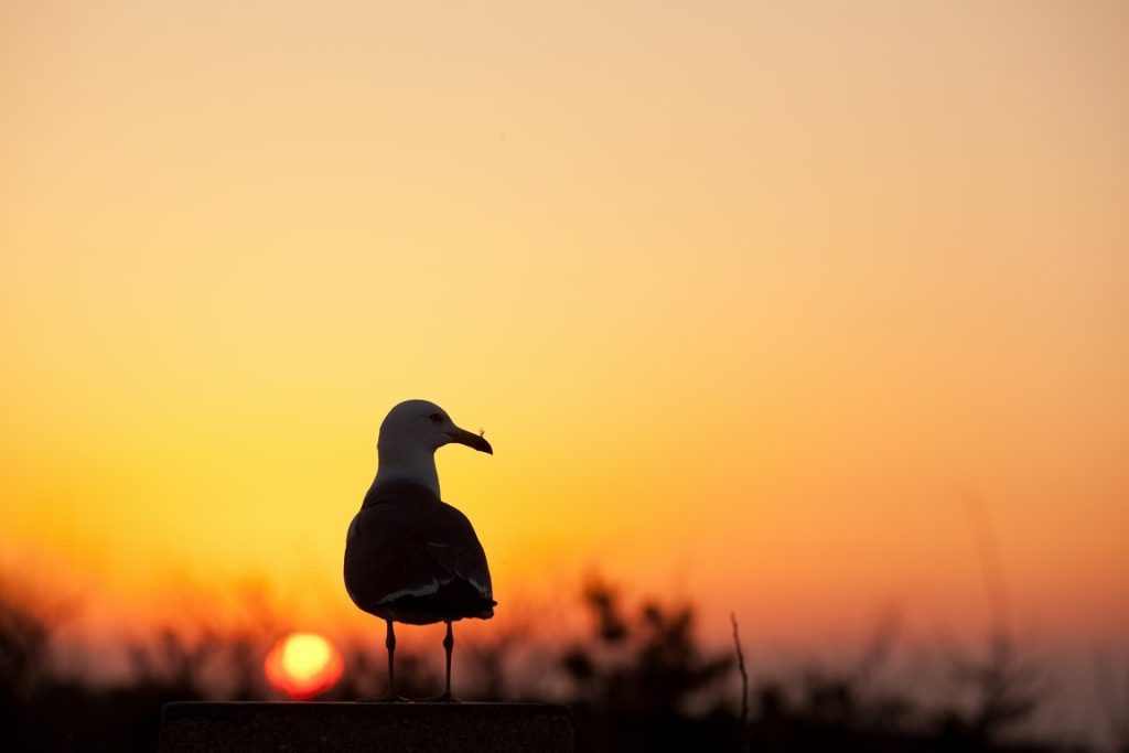 图片[9]-彭安作品-觅颜社