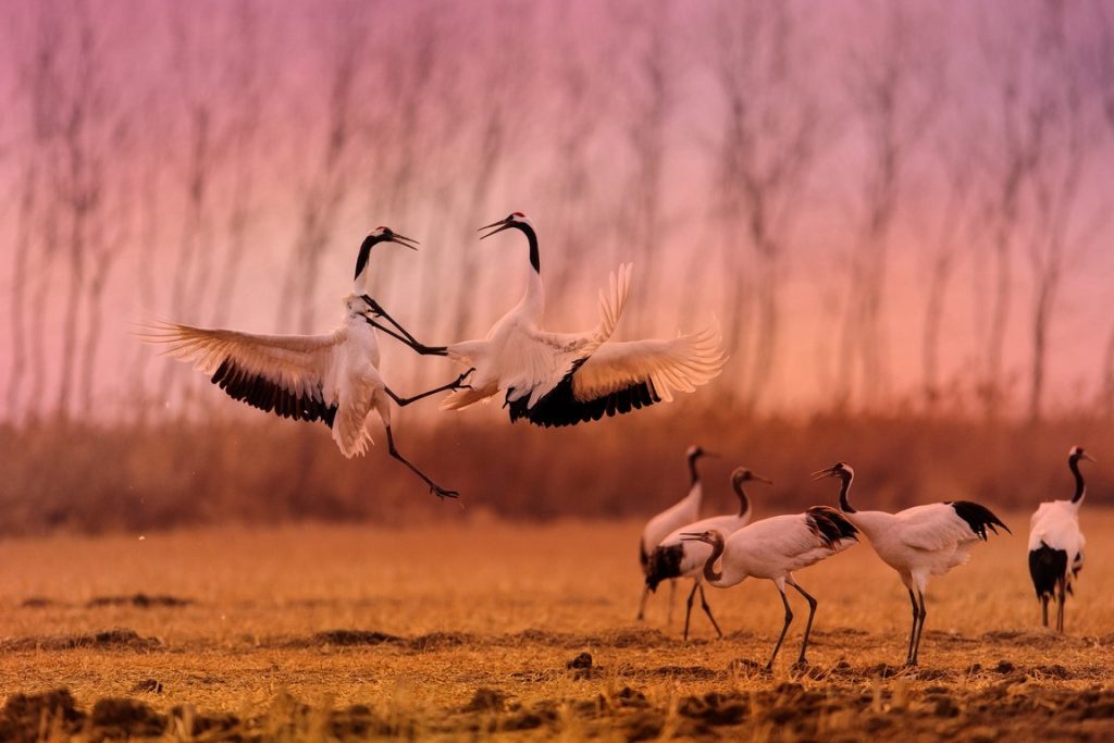 图片[4]-郑承建作品-觅颜社