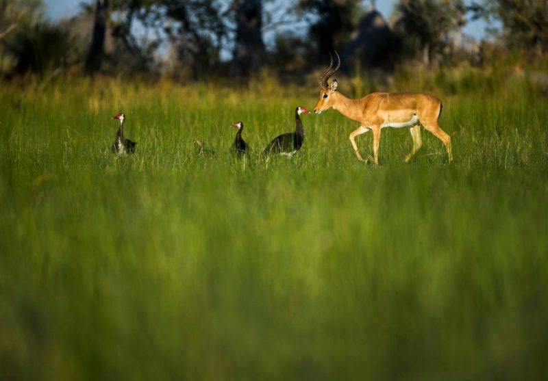 郑承建作品-觅颜社