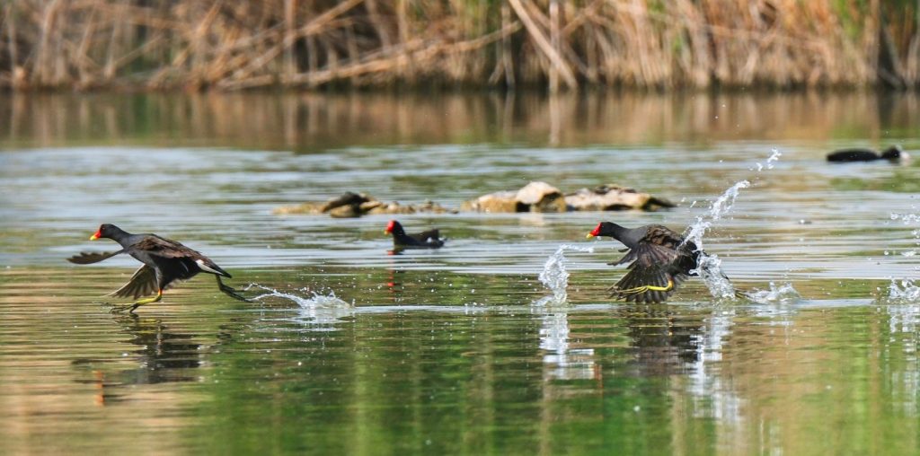杨娃娃作品-觅颜社